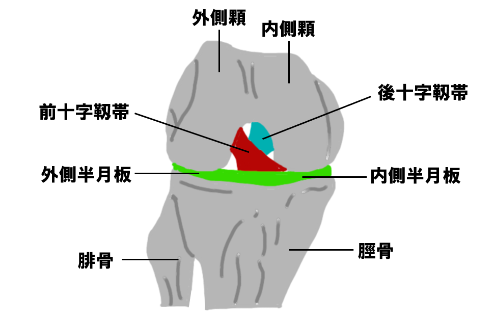 膝関節の前面図