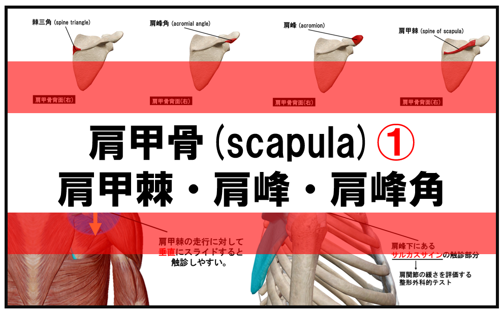 触診解説】肩甲骨の解剖学と触診①（肩甲棘・肩峰角・肩峰） — 理学療法士国家試験対策PTES