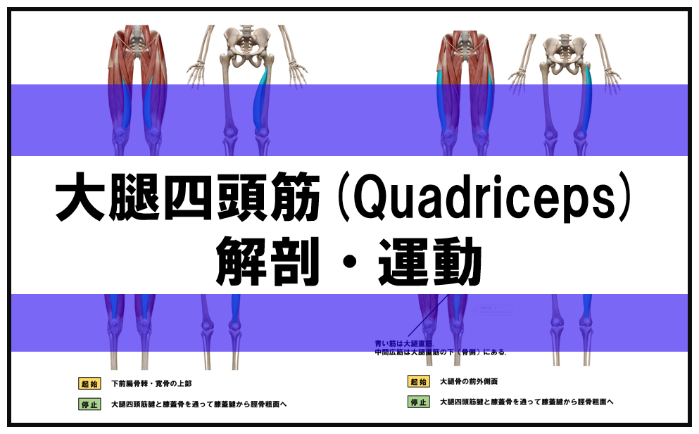 大腿四頭筋(Quadriceps)の解剖や起始停止・膝関節の運動について 大腿四頭筋(Quadriceps)の解剖や起始停止・膝関節の運動について