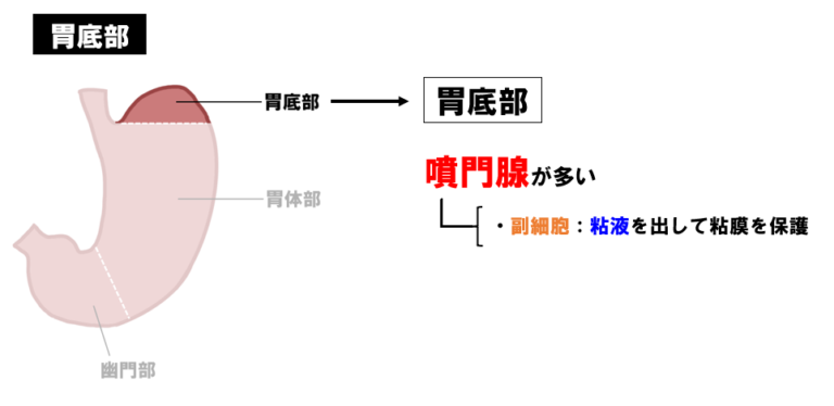 胃の解剖について正しいのはどれか。【第52回理学療法士国家試験PM58】 - 理学療法士国家試験対策PTES