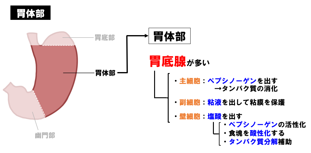 幽門前庭部大弯 – 胃体部大弯弯入とは – YCQRE