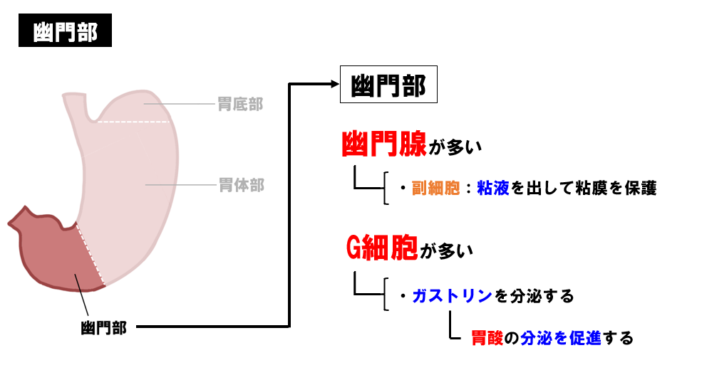 胃の解剖について正しいのはどれか。【第52回理学療法士国家試験PM58】 - 理学療法士国家試験対策PTES