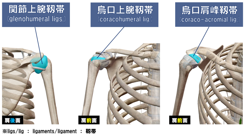 腱板断裂関節症